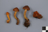 Cortinarius malicorius image